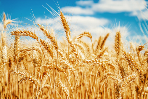 Продукты переработки пшеницы могут ускорять старение организма