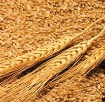 Питание пророщенной пшеницей небезопасно для здоровья мозга