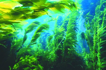 Ученые считают, что морские водоросли способны вылечить болезни желудка