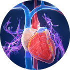 Сердце и сосуды