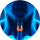 Щитовидная железа