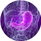 Пищеварительная система 